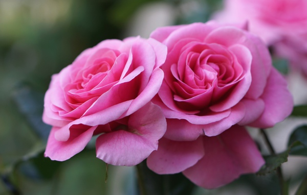 Две красивые розовые розы крупным планом