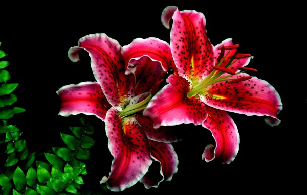 Две красивые тигровые лилии на черном фоне