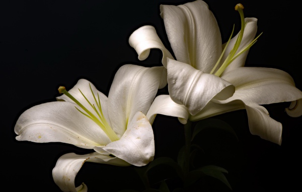 Две красивые белые лилии на черном фоне