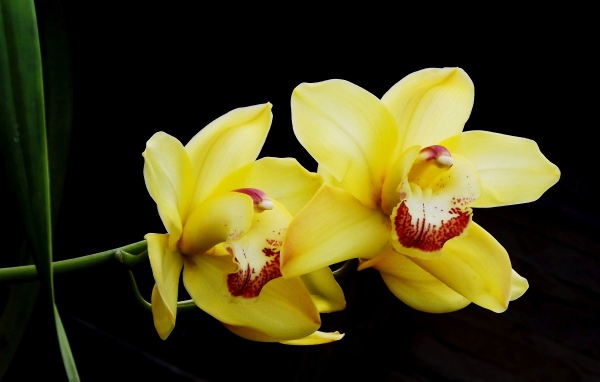 Два красивых желтых цветка орхидеи на черном фоне