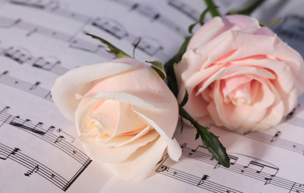 Две нежные розовые розы лежат на нотах 