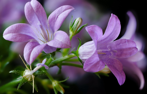 Два сиреневых колокольчика крупным планом
