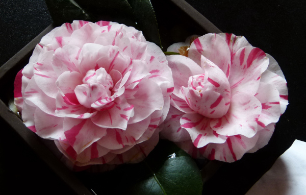 Два розовых цветка камелии крупным планом