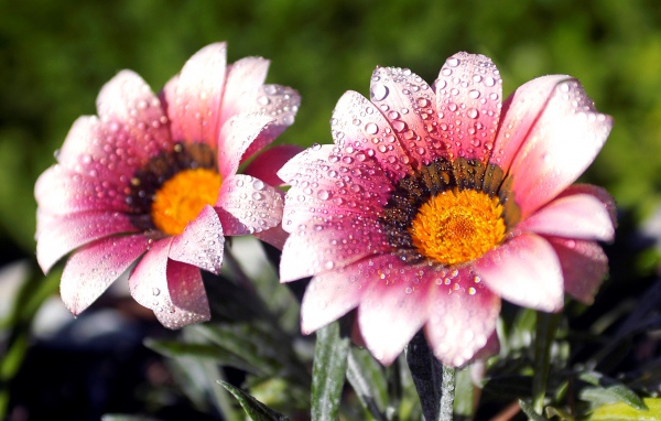 Два розовых цветка газании в каплях росы