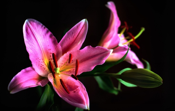 Две розовые лилии с бутоном на черном фоне