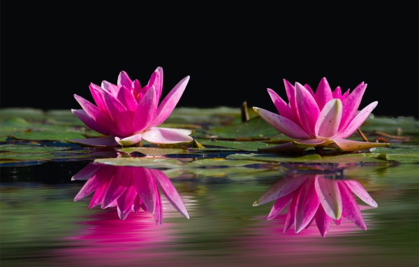 Два розовых цветка лотоса в воде 