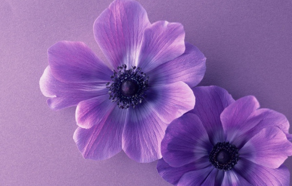 Два сиреневых цветка анемоны