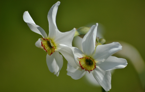 Два нежных белых нарцисса крупным планом