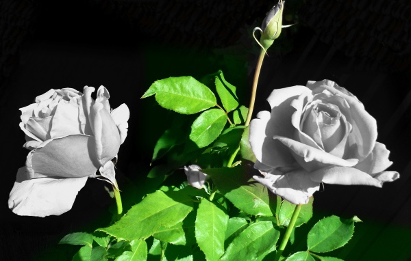 Две белые розы с бутонами в лучах солнца