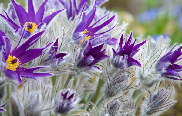 Фиолетовые цветы прострел с бутонами крупным планом