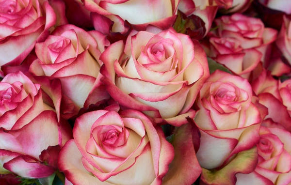 Бело - розовые большие розы крупным планом