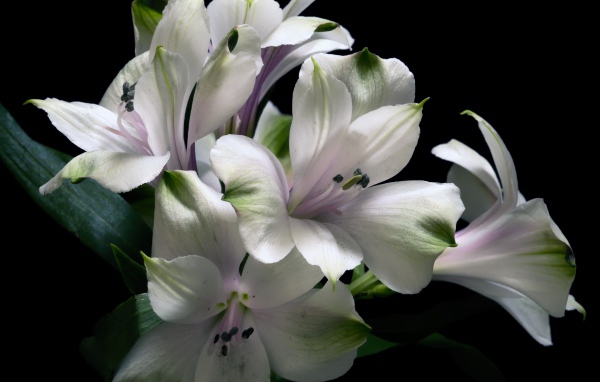 Белые цветы альстрёмерия на черном фоне