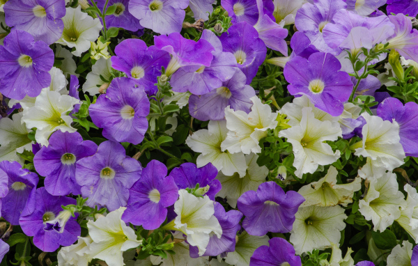 Белые и фиолетовые цветы петунии крупным планом