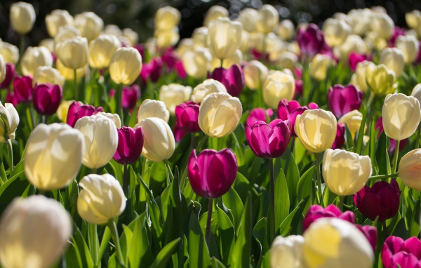 Белые и сиреневые тюльпаны в лучах солнца 