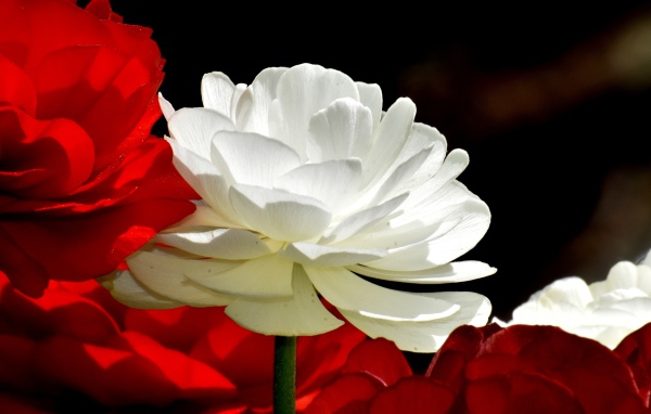 Белые и красные цветы лютика