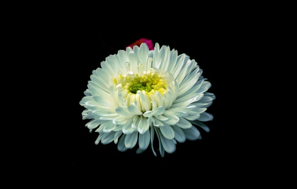 Белый цветок астры на черном фоне