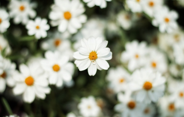 Белый цветок космеи крупным планом