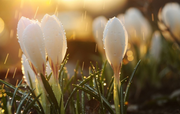 Белые крокусы под весенним дождем