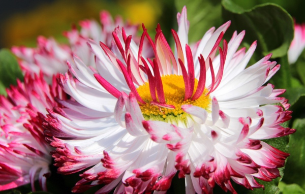 Белые цветы маргаритки с красными лепестками и желтой серединкой