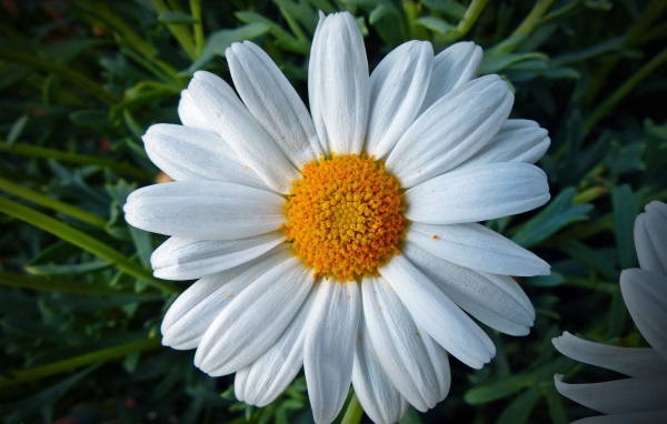 Белая ромашка с желтой серединкой крупным планом