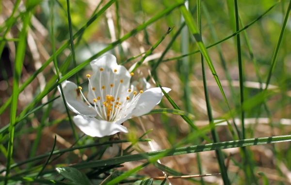 Белый нежный цветок в зеленой траве