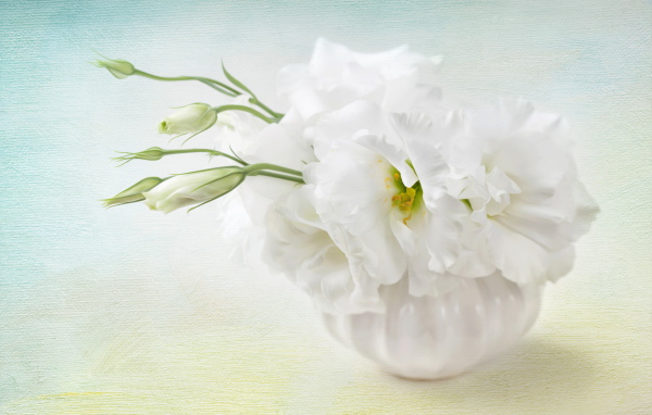 Белый цветок эустома с бутонами 