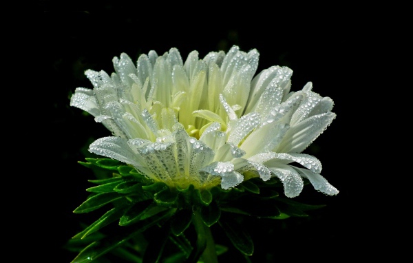 Белый цветок астры в каплях розы на черном фоне