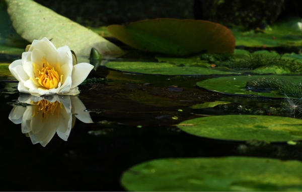 Белый цветок лотоса в воде с зелеными листьями