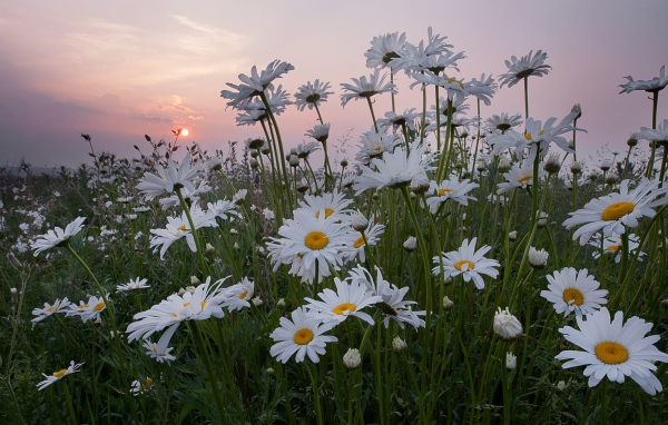 Белые летние ромашки на фоне восходящего солнца