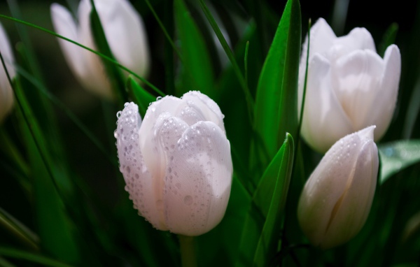 Белые тюльпаны в каплях розы 