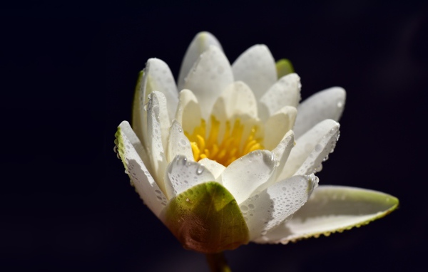 Белая водяная лилия в каплях воды на синем фоне