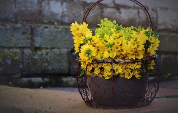 Желтые цветы вербейник в железной корзине