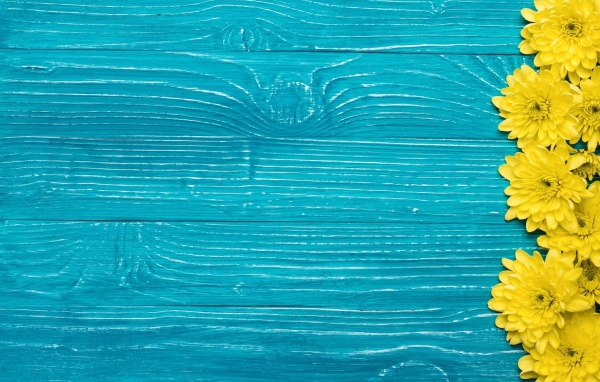 Желтые хризантемы на синем фоне