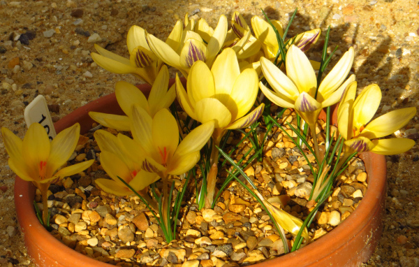 Желтые крокусы на декоративной клумбе