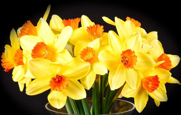 Желтые нарциссы в вазе на черном фоне