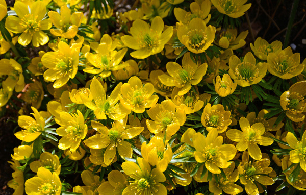 Желтые цветы морозника крупным планом