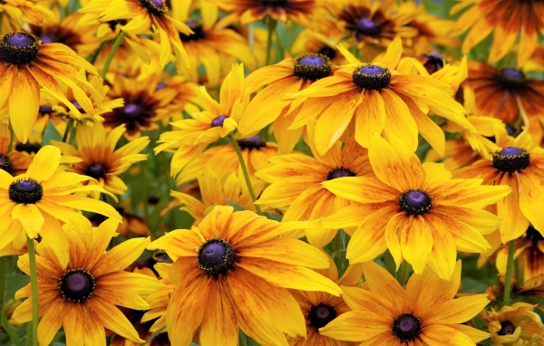 Желтые цветы рудбекии крупным планом