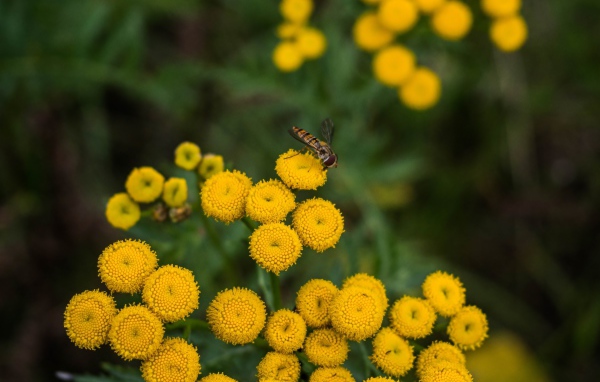 Желтые цветы пижмы крупным планом