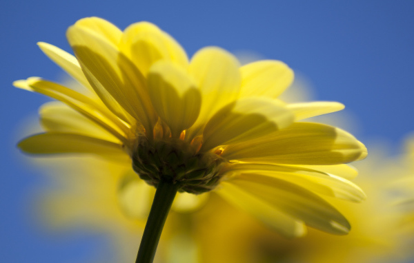 Желтый цветок герберы на голубом фоне