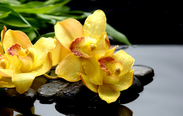 Желтые цветы орхидеи лежат на камне в воде