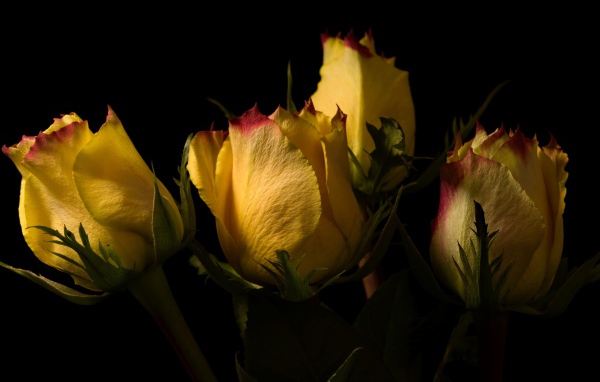 Желтые розы на черном фоне