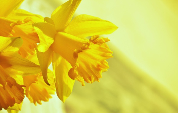 Желтый весенний цветок нарцисс крупным планом