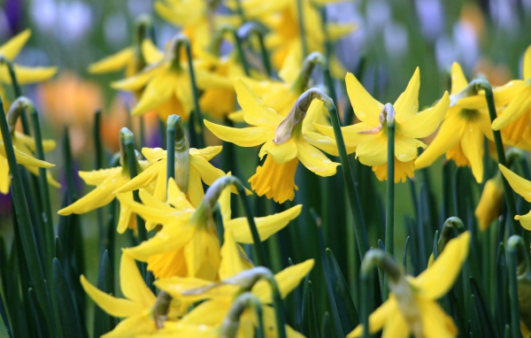 Желтые весенние цветы нарциссы