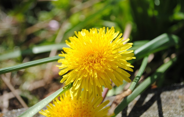Желтый летний цветок одуванчика