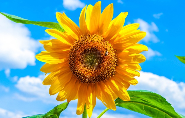 Желтый подсолнух на фоне голубого неба