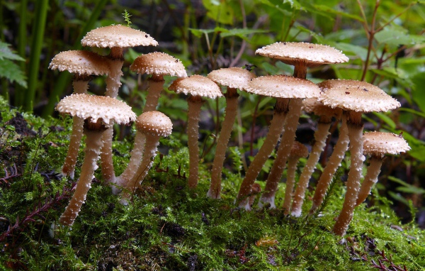 Много маленьких грибов в лесу