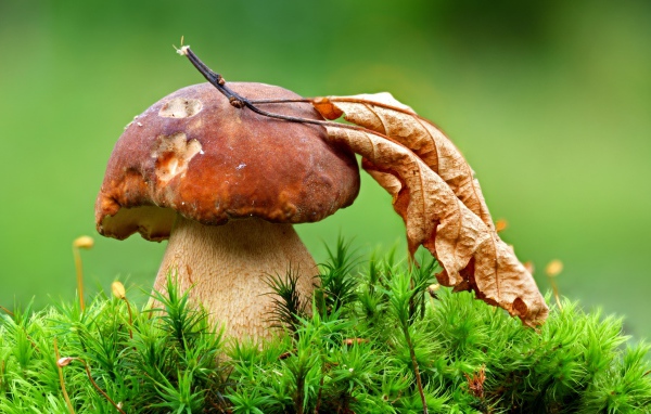 Гриб с опавшим сухим листом осенью 