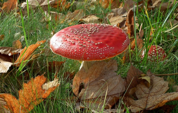 Красный большой мухомор в зеленой траве с желтыми листьями 