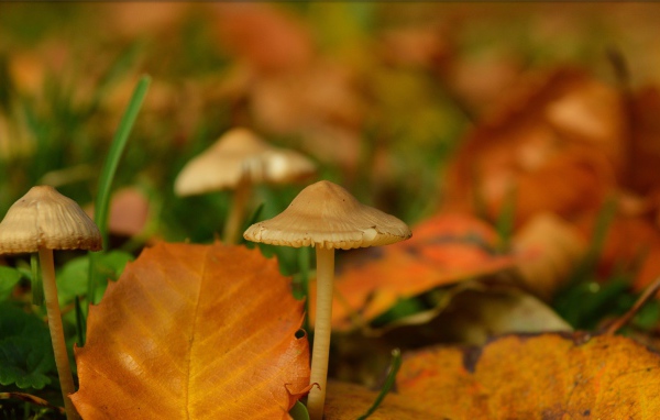 Маленькие грибы поганки под желтыми опавшими листьями