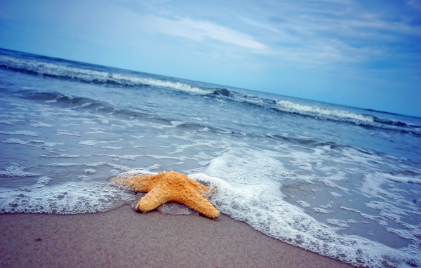 Морская звезда на песке у моря 